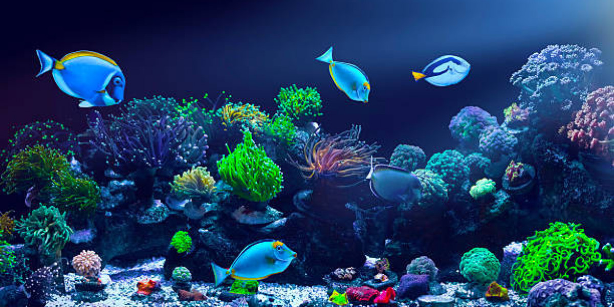 Aquarium Market Outlook Highlights New Opportunities for Aquascaping