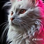 Maliha Wajdan Profile Picture